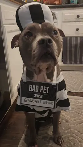 #dogsoftiktok #sad 