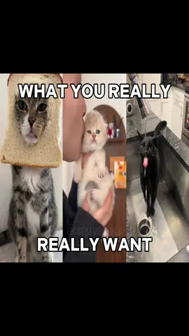 I REALLY REALLY REALLY WANNA ZIGAZIG AAAH 🐈🕺💃😼😼#cat #cattok #spicegirs #catlover #cutecat 