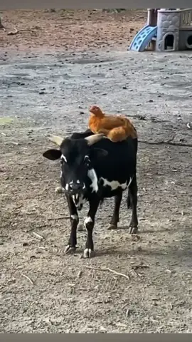 #farmlife #farmtok #animalsoftiktok #funnyanimals #animallover 