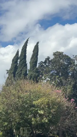 Love a wispy #tree #nature #fypシ 