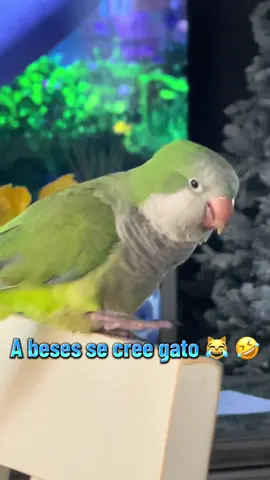 #tiktok 