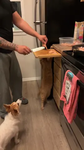 Meet Boots 🐈 he’s crazy but i dont get everything on camera🤣🤣 #catsoftiktok #cat #orangecatbehavior #orangecatsoftiktok #catlover 