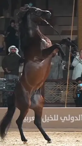 #🐎❤️ #🐎🖤 #الخيل_العربي_الاصيل #خيل_وخياله🐎 