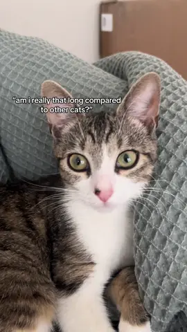 she scares me sometimes #cat #fyp #kitten #kittycatsoftiktok #kittensoftiktok 