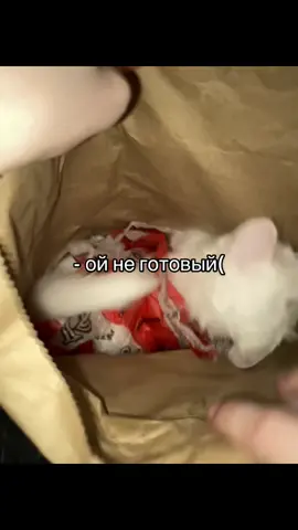 Ни один кисий не был съеден при съемке видео 