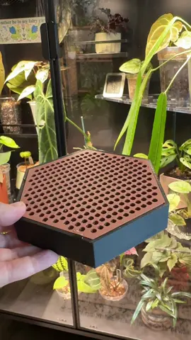 Extra humidity for those needy plants! Also works great as a drip tray! @Rosebud HomeGoods #plants #plantsoftiktok #humiditytray #plantcabinet 