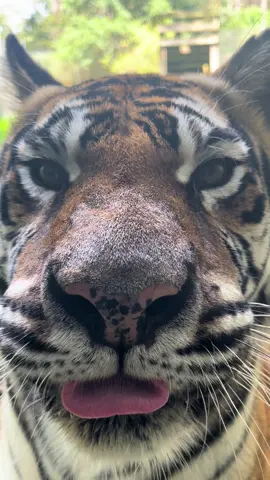 💤We caught a very sleepy India Tiger. Tigers sleep a lot to conserve energy for activities like hunting, and India might not have to hunt for her food, but that doesn’t stop her from napping through the hottest part of the day. #tigers #predatorsnotpets #sanctuary #truesanctuary #pittsboronc  