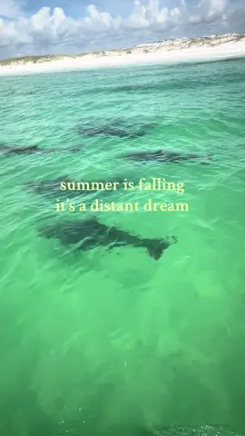 i love dolphins #fyp #fypシ #jesuslovesyou #Summer #cute 
