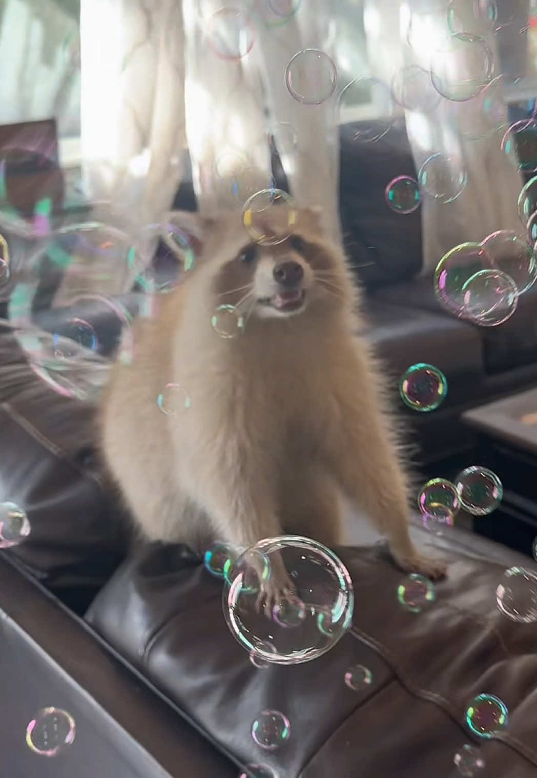 You ever see a raccoon go crazy for bubbles? 😂 #raccoon #bubbles #trend #logic1000 #pet 
