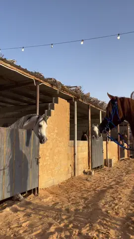 اصيل الرمحا🤎🤎🤎#ماشاءالله #اكسبلور #خيل_وخياله🐎 #اصيل_الرمحا #foryou 