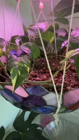 My Albo Pothos #foryoupage #PlantTok #palntsoftiktok #plantlover #fyp 