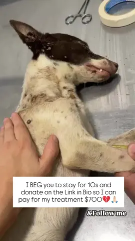 please donate for treatment link in bio to help poor dogs be with to save dogs life #NeverGiveUp #RescuedNotForgotten #RescueDog #dogyrescue 