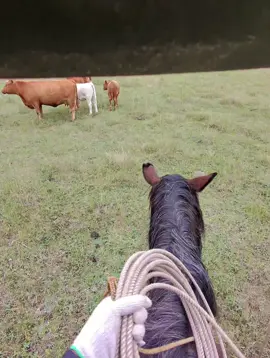 #fyp #cowboy #viral #horse @Matt Chuiko  #roping 