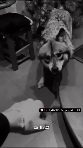 اذا ما تصير ذيب تآكلك الچلاب❗🤍 @TikTok #capcut #الذيب #استوريات #تصاميمي☝🏻🔥 #تصميم_فيديوهات🎶🎤🎬 