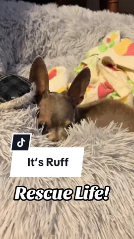 #chihuahua #rescue #dog #dogsoftiktok #fyp 