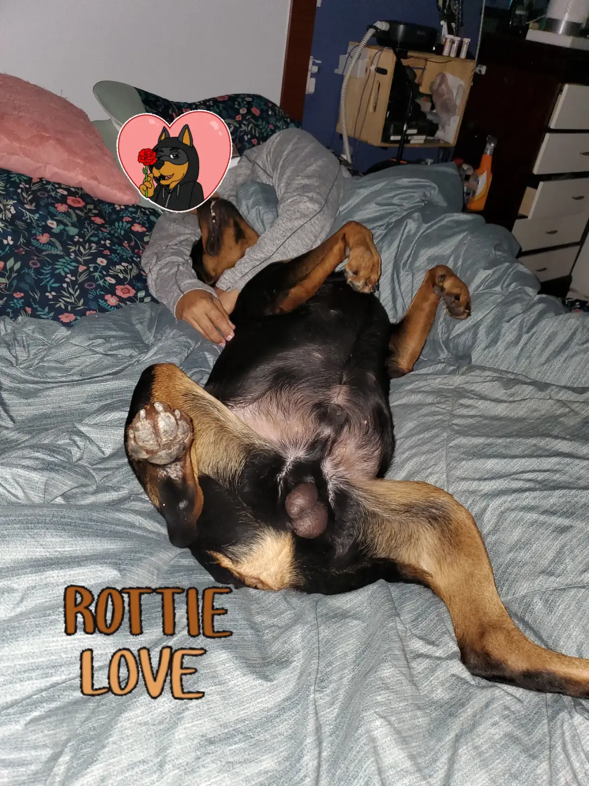 #perrihijos❤️🐶 #emotionalsupportanimal #rotti #peligroso⚠️ #rottweilersoftiktok #Vader #perrostiktokers #doglife 