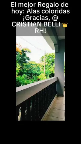 Uno de los mejores Regalos en mi LIVE. ¡CRISTIAN BELLI 👑 RH, gracias por apoyar mi contenido! #tiktoklive #livehighlights #livegift #colorfulwings #alascoloridas