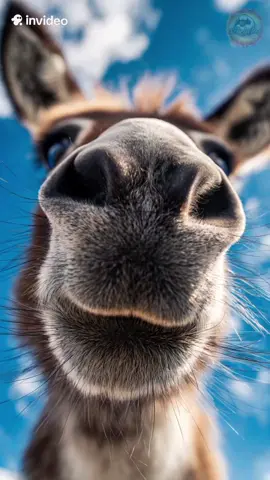 Smile and have a nice day ♥️  #donkey #cute #happy #animals #invideoai 