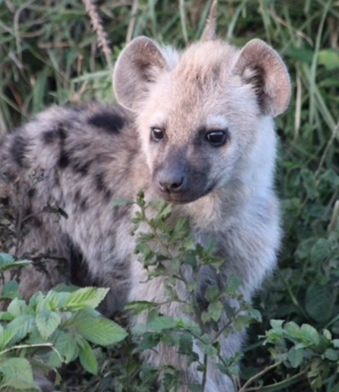 HIIII this is a gift for @MIA !!!! i love loev LOVE ur videos especially ur hyenas they are my special interest!!!! i wanted to make an edit to thank u for keeping the hyena content alive on here!! :) ————————————— #fyp #hyena #hyenas #hyenasarecool #swag 
