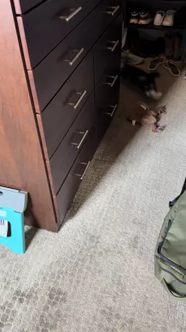 I got two animals that don’t listen #dogsoftiktok #dogtok #cattok 