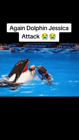 Again_Dolphin_Jessica_Attack_#orcas_#fypviralシ_#viral_#viralvideo_#treanding_ هكذا اخذها  الاوركا 