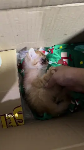 el is 1 month old. nahulog raw sila ng kapatid nya simula 2nd floor and sya lang nabuhay (sabe sakin nung nakakita) for now malakas sya uminom ng milk, yung eyes nya lang talaga 😞wala papong budget para mag pa vet, pls help 😭 #catsoftiktok #kitten #catslovers 
