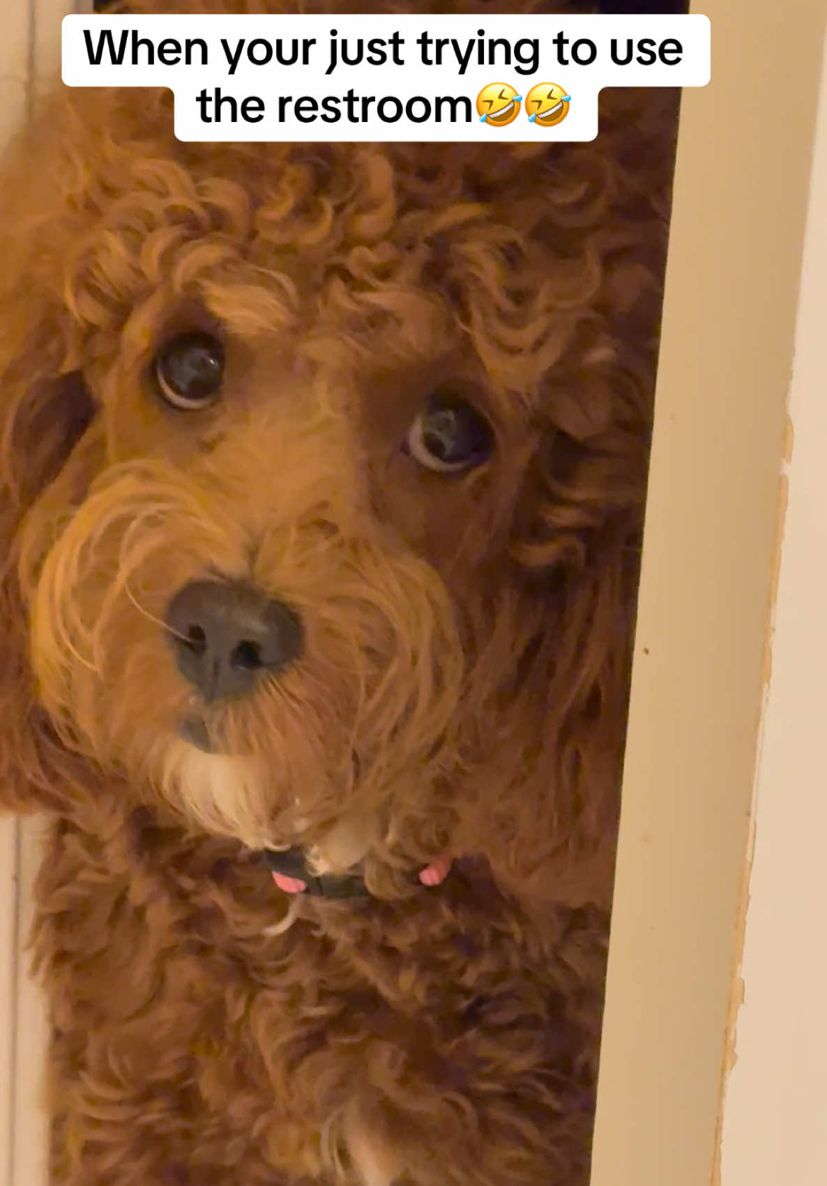 🤣🤣🤣 #fyp #foryou #cavapoo #doodle #puppy #puppiesoftiktok #poodle #bestfriend #millie