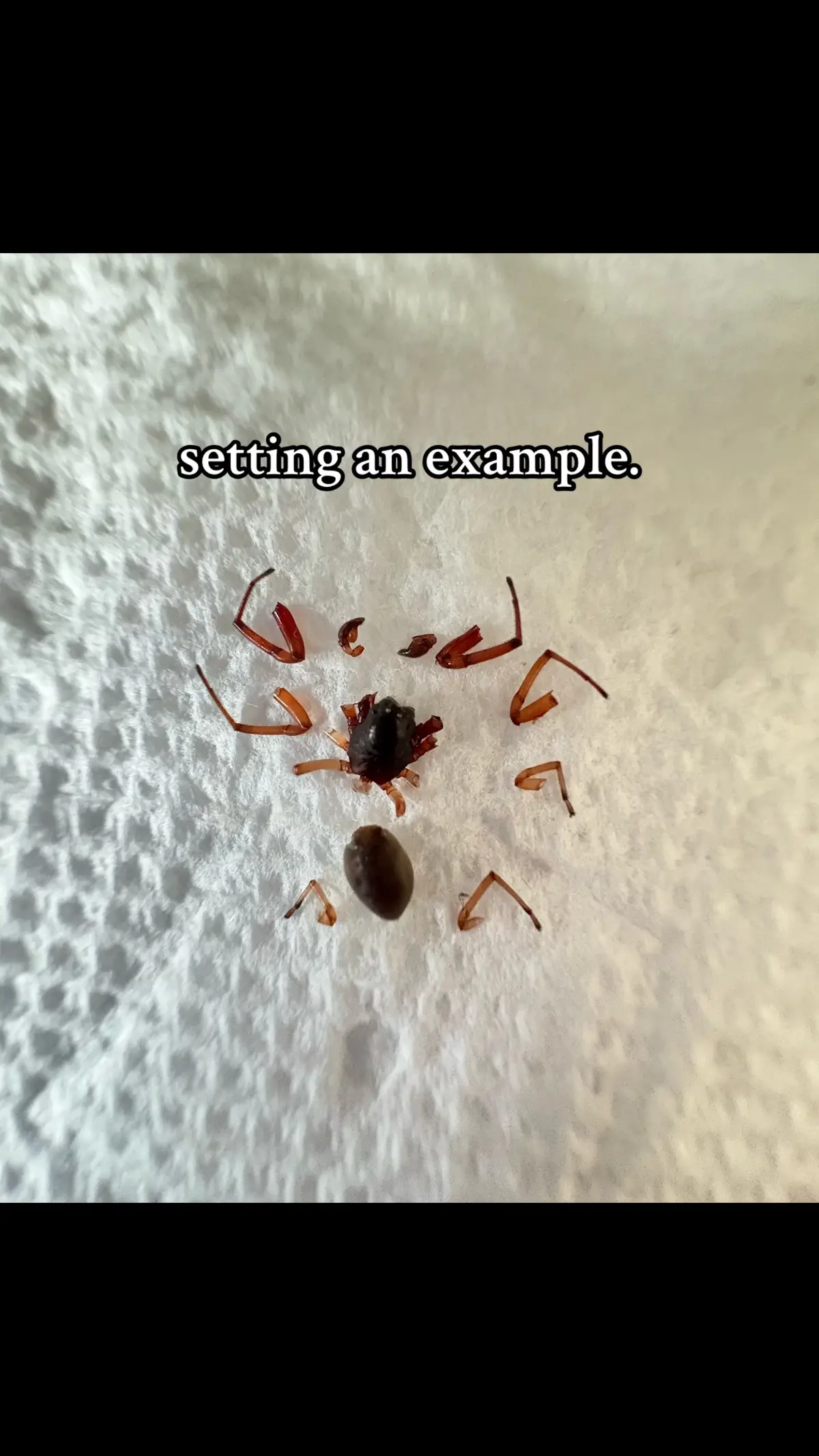 enoughs enough. #fypシ #xyzbca #trending #viral #bugs 