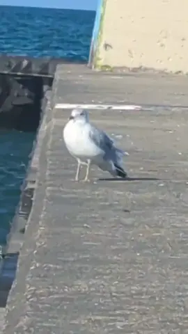 The homeless people in Chicago are wild #seagull #chicago #beach #fyp 