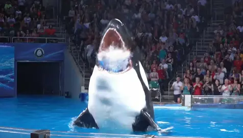 Jessica Orca Attack incident | Realistic Footage from Marine Part show shocking and emotional moment #accident #trendingg #orcas #foryouu #jessicaaccident##jasica #dolfin #ripjesika #dangerous #creatorsearchinsights 