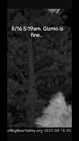 Tagged 10,000 times!! I love #gizmo #FOBBV #Bigbear #Sunnyandgizmo #jackieandshadow 