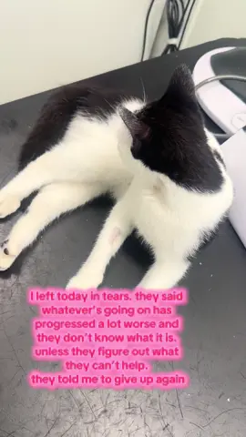 please don’t give up on lucky. make this video reach as many people and maybe some people can help. the blood testing i have and possibly steroids is my last bet nothing else is working. click my gofundme please #cattok #forupage #fyp #animalsoftiktok #donations 