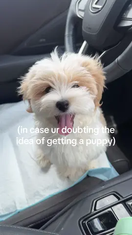#puppy #petparent #dogsoftiktok 