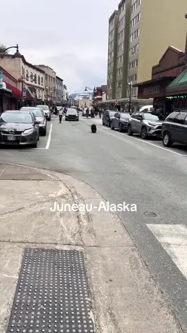 #downtwon #alaska #juneau #baby #bear 