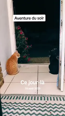 #chats #roux #cat #fyp #humour 