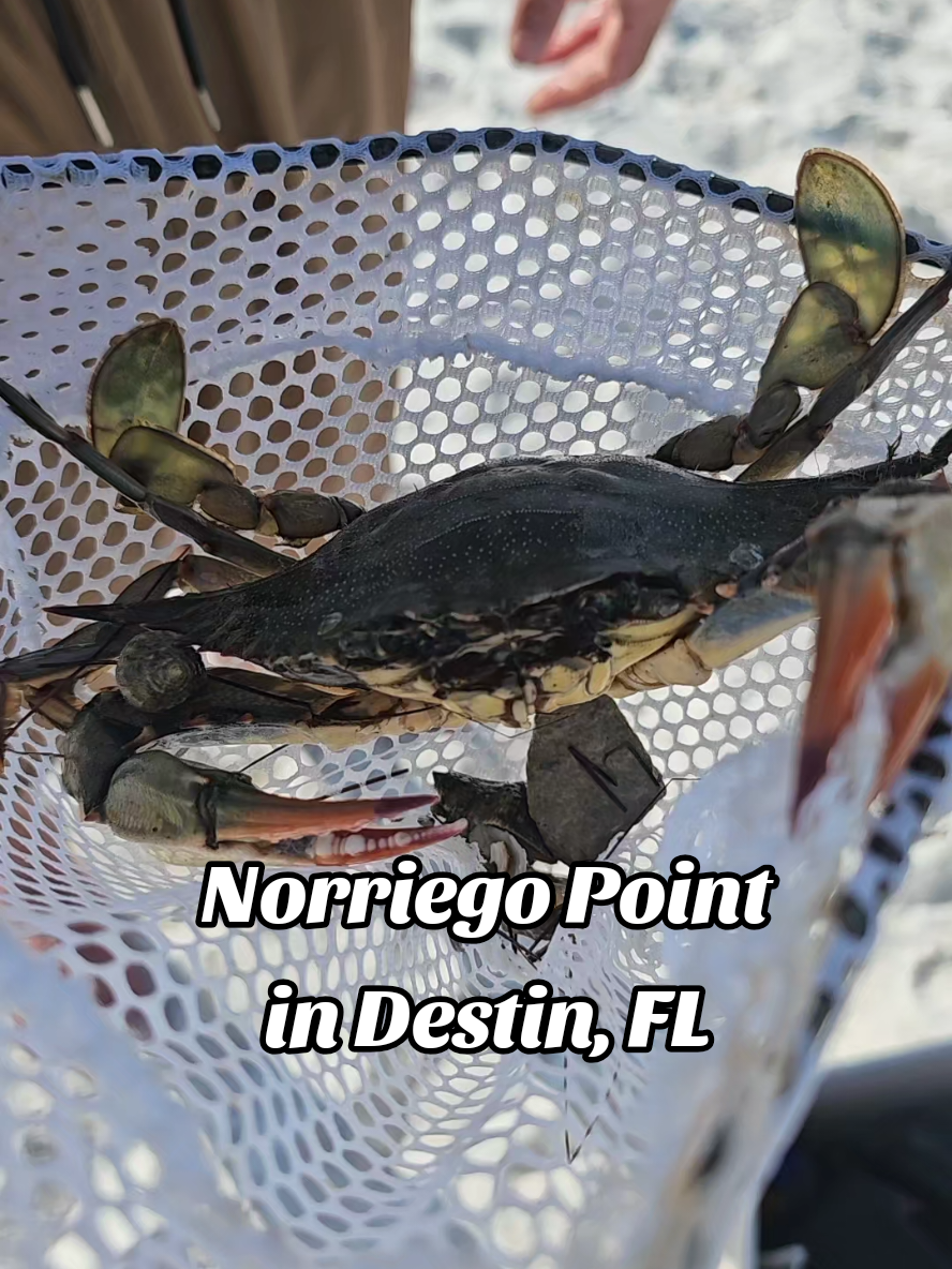 Catching blue crabs #bait #Florida 🦀🦀