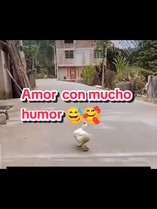 Amor con mucho humor 😅🥰  #amor #humortiktok #funnyvideos #fy #espososdivertidos 