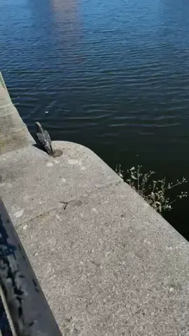 #fyppp #unfreezemyaccount #pigeon #salfordquays #petlover 