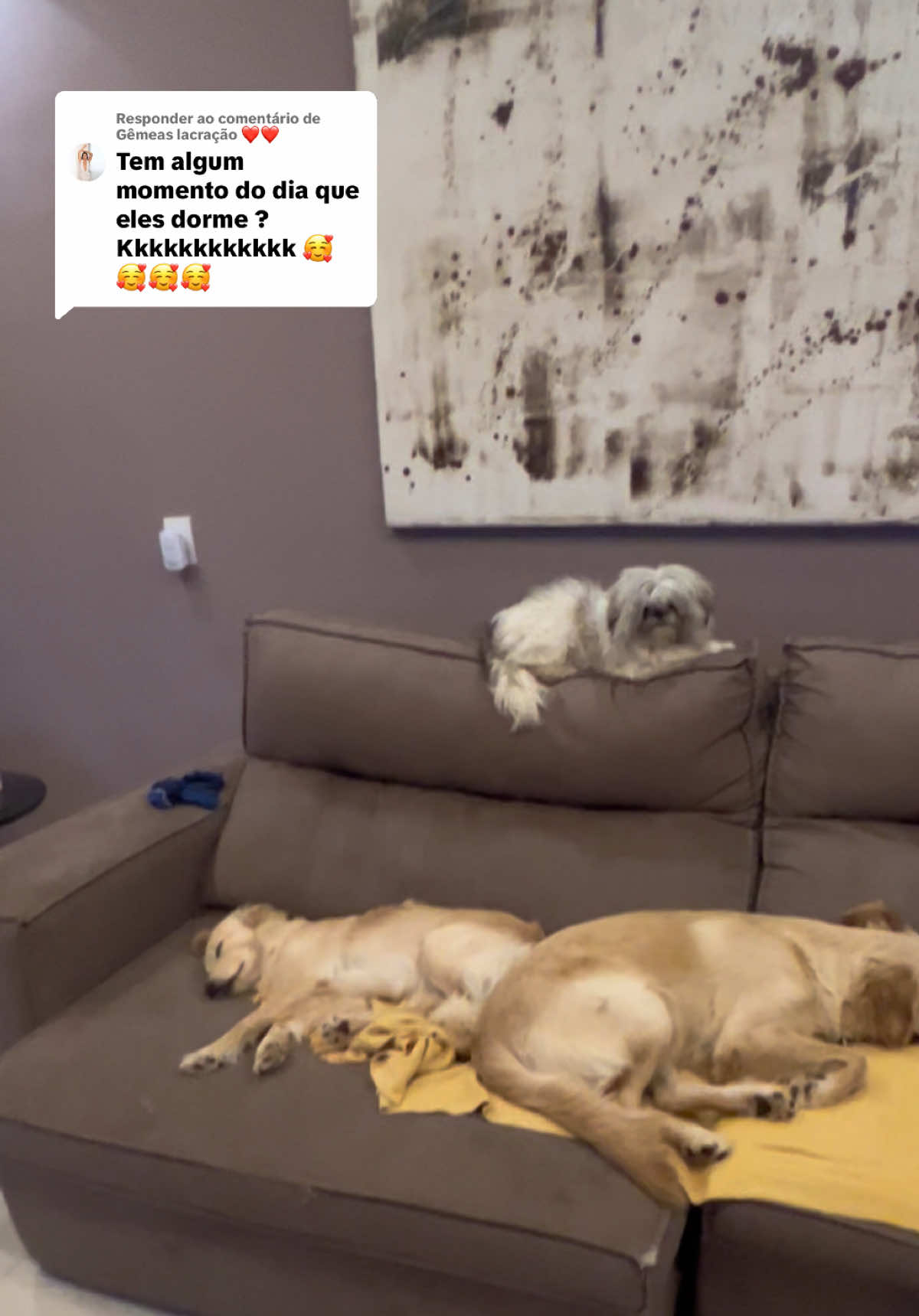 Respondendo a @Gêmeas lacração ❤️❤️ #pets 