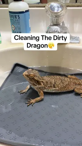A dirty girl😵‍💫 #beardedragon #livszoo #reptiles #lizard #pets 