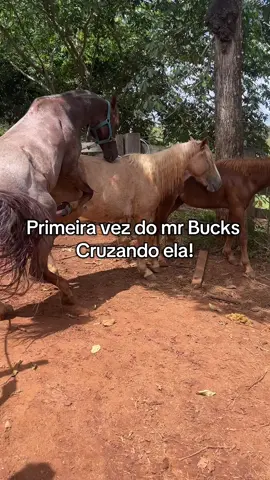 Primeira vez do mr Bucks cruzando ela!  #cavalo #egua #animais #garanhão #vaquejada 
