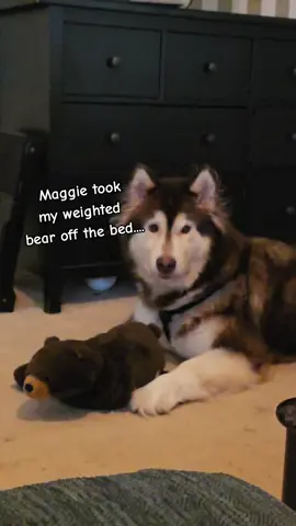 Aww...wait for it. #maggiemalamute #dogsoftiktok #doglife #doglover #doglove 