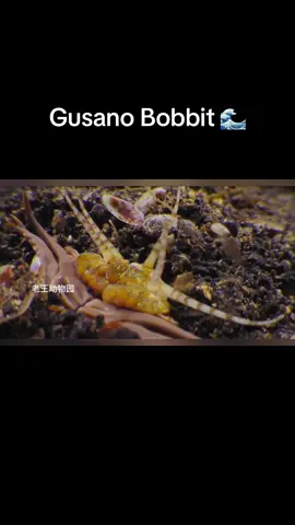 Gusano Bobbit, 🌊🐬🧜 #oceano 
