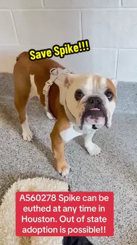 Fill out the app in my bio if you are interested in adopting Spike!! #rescuedogarmy #rescuedogarmy❤️ #houstonwehaveaproblem #rescuedogarmystrong #houston 