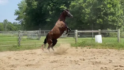 💜💜💜 #horseplay #rearinghorse #bucking #horse #mare       