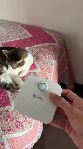 Este cambio hizo que mi casa dejara de apestar a gato 🐈 #viral #parati #viralvideo #michis #gatosfelices #gatos #catlover 