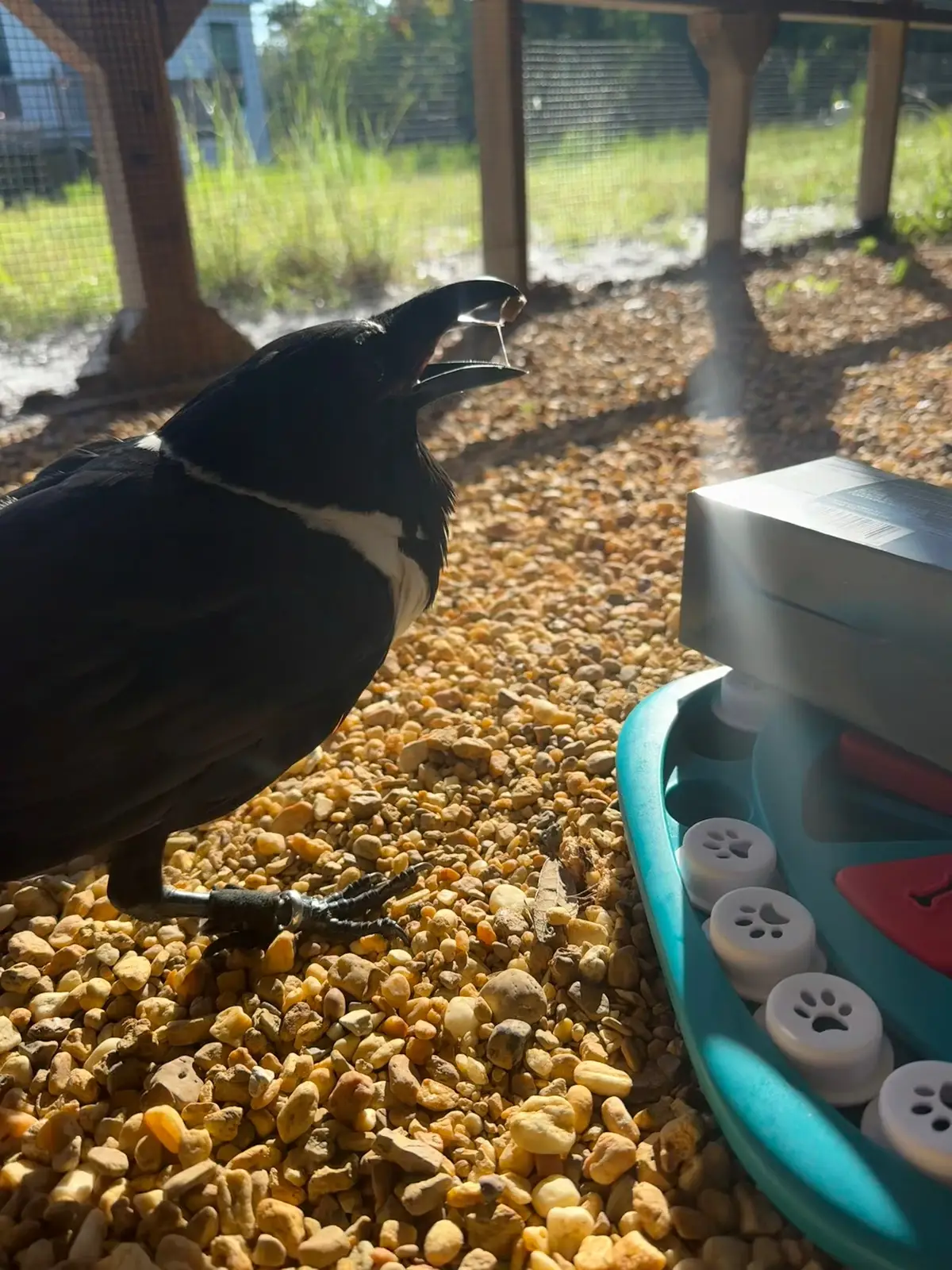 I’ve recently realized that you can adjust a Live Photo to choose a specific spot and boy is it great fun to do with Trixie’s photos!  Trixie, our African pied crow, rarely sits still for long… Thankfully I got some good action shots! Peep the drool in the first one 😂 #crow #crows #bird #birds #animals    