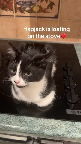 #tuxedocat #kitten 