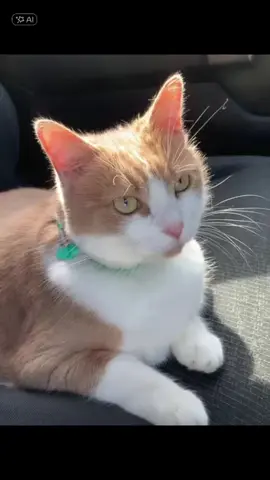#elmichi #jurassicpark #gatosdetiktok #capcut #zorrito_the_cat 