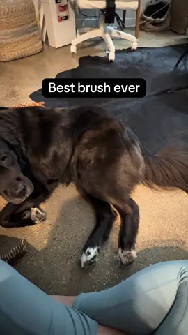 I’ve tried all of the brushes and this is the best one!! #petbrush #dogbrush #doggrooming #petessentials #dogtok 